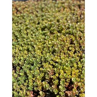 Zeus  Ruta Live Sedum John Creech Stonecrop in Separate in Pots Pet-Safe (1-Pack) BG-33