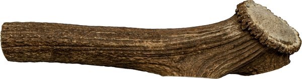 this and that Canine Company North Country Natural Shed Premium Whole Elk Antler Chew Dog Treat