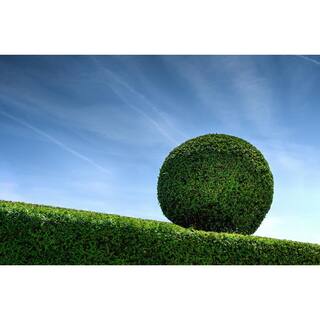 Online Orchards 1 Gal. Green Velvet Boxwood Evergreen Shrub 2-Plants EGBX003