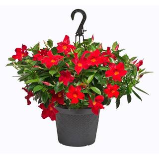 Rio 1.15 Gal. (#10) Hanging Basket Dipladenia Flowering Annual Shrub with Red Blooms 1004124210