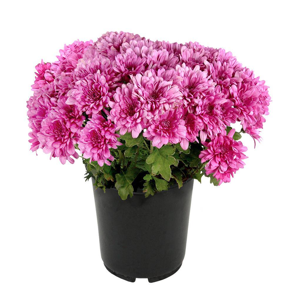 ALTMAN PLANTS 1 gal. Pink Mum Chrysanthemum (Single) 0881133