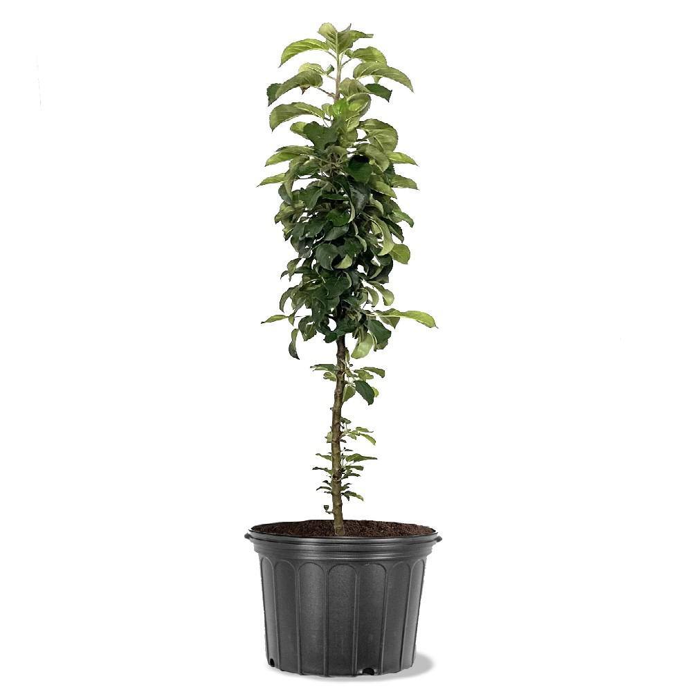 5 Gal. North Pole Apple Tree APPNPO05G