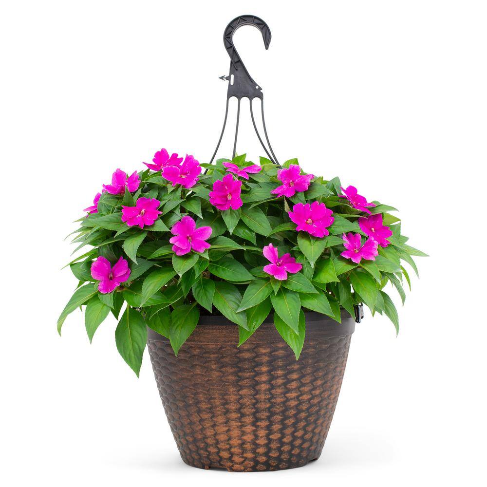 SunPatiens 2 Gal. Compact Lilac SunPatiens Impatiens Outdoor Annual Plant with Bright Purple Flowers in 12 In. Hanging Basket DC12HBSUNLIL