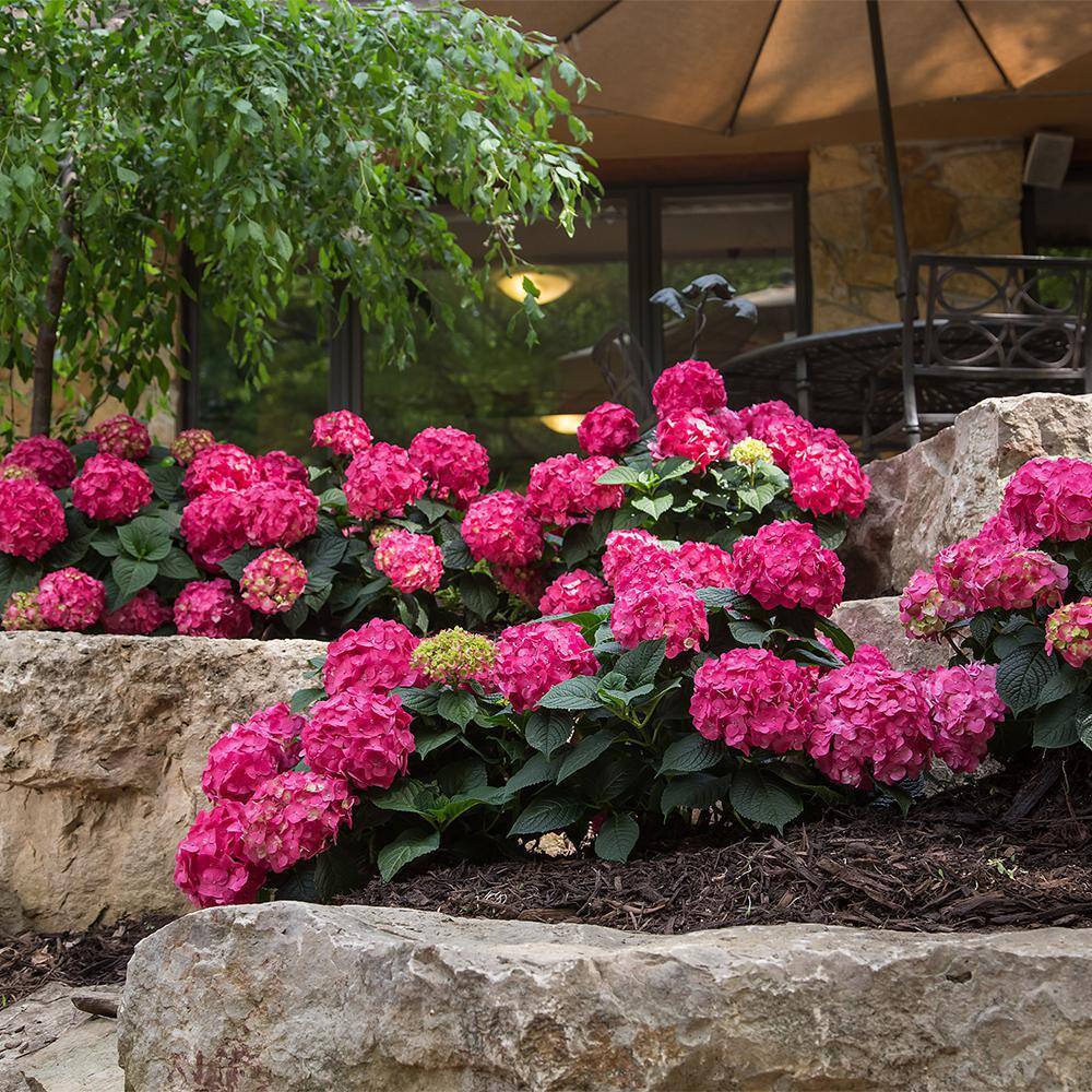 Endless Summer 2 Gal. Summer Crush Hydrangea Flowering Live Shrub with Pink Flowers 14750