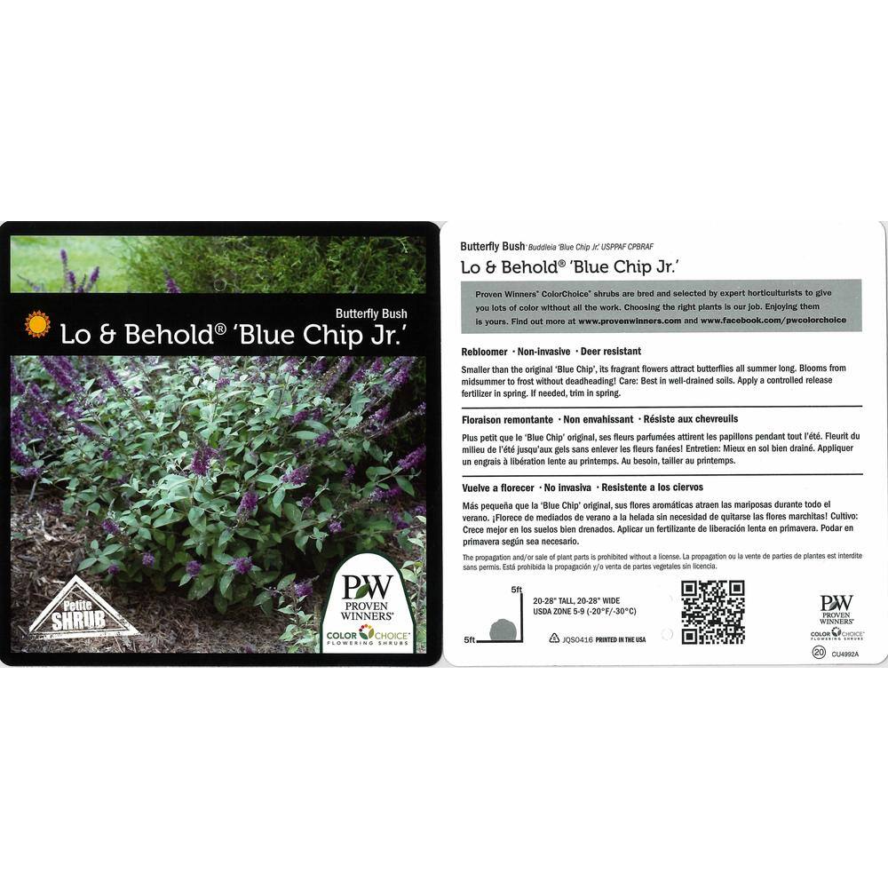 PROVEN WINNERS 4.5 in. Qt. Lo and behold 'Blue Chip Jr.' Butterfly Bush (Buddleia) Live Shrub Blue-Purple Flowers BUDPRC1177800