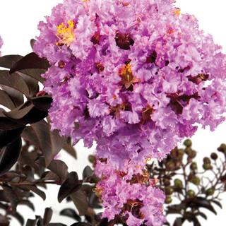 FIRST EDITIONS 2 Gal. Delta Eclipse Crape Myrtle Live Deciduous ShrubTree Burgundy Foliage Lavender Blooming 37732
