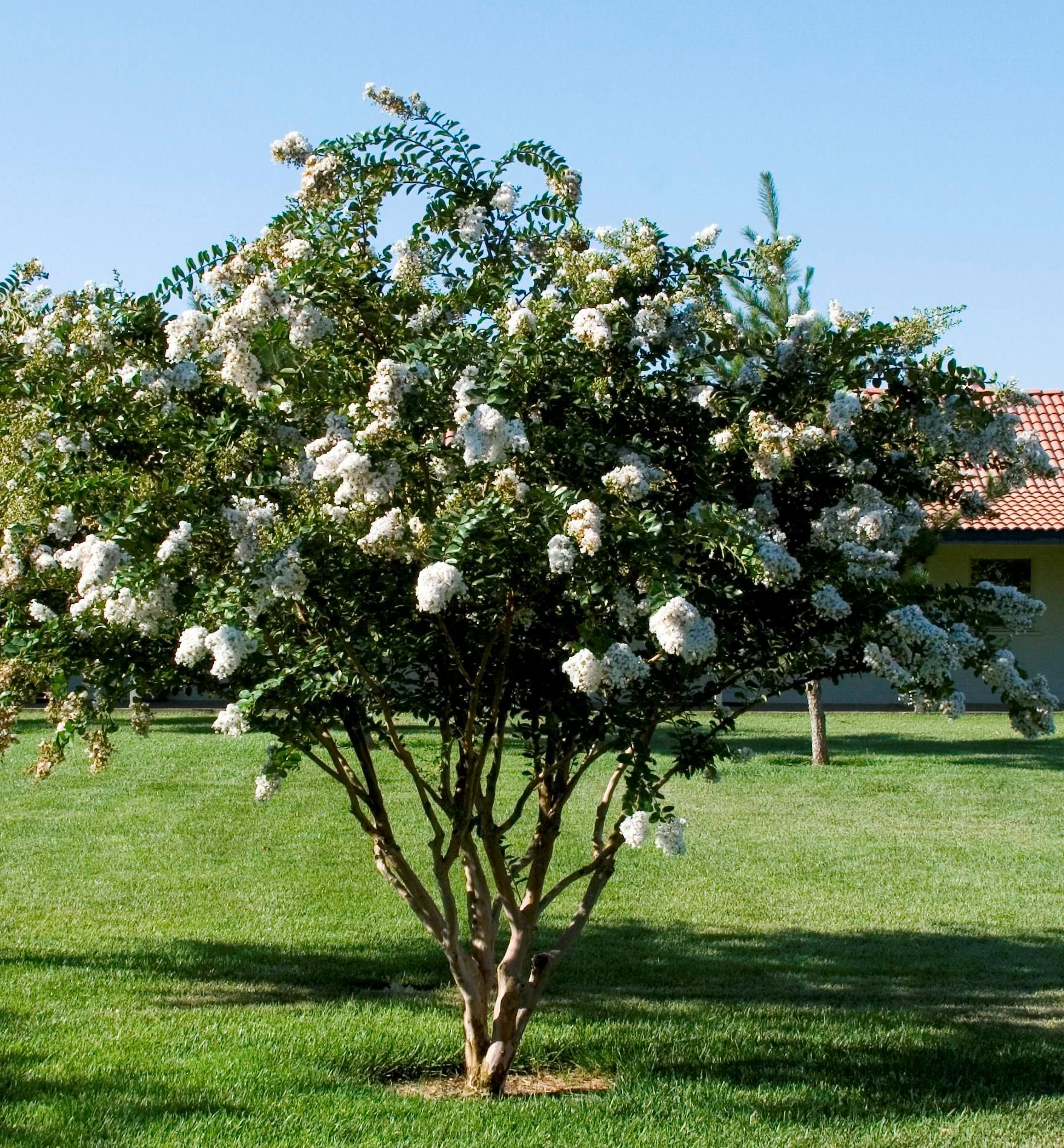 Acoma White Crape Myrtle