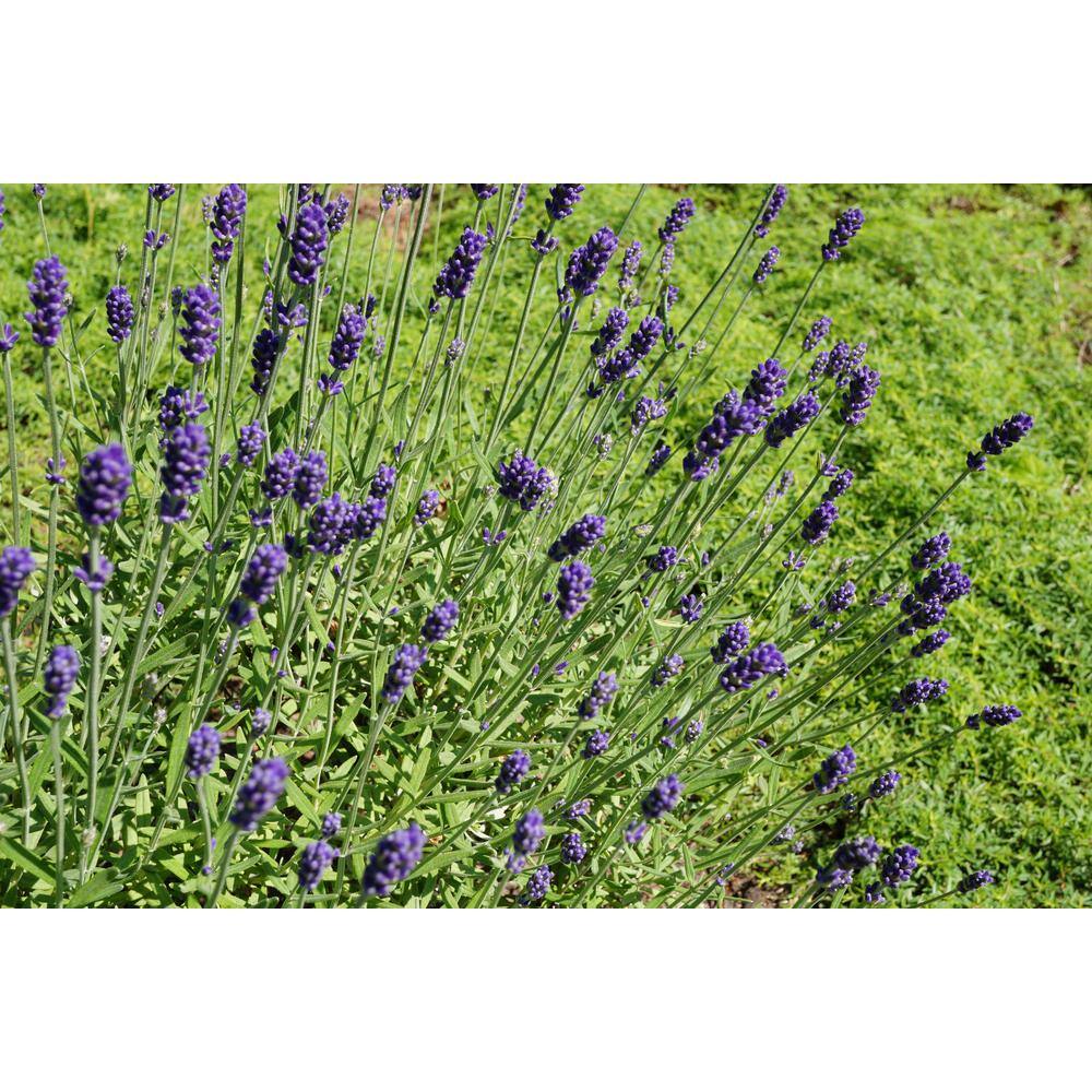 BELL NURSERY 3 Gal. Purple Lavendar Plant (1-Pack) 1005393404