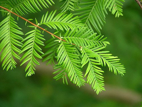 Dawn Redwood Tree - Metasequioia - Living Fossil - 4