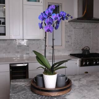 Just Add Ice Premium Purple Watercolor Orchid (Phalaenopsis) Plant in 5 in. White Ceramic Pottery J5064