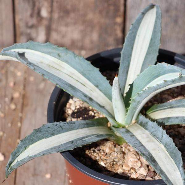 Agave americana - Succulent Plant