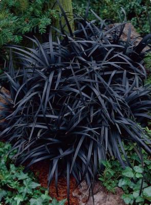 Classy Groundcovers - Ophiopogon planiscapus 'Arabicus'  {25 Pots - 3 1/2 inch Square}