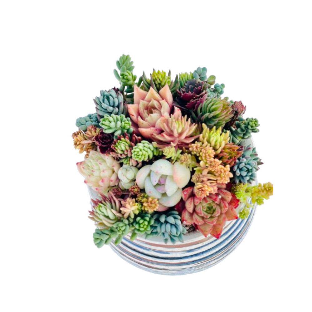 Cesicia Succulent Plants Collection Flowers with Gray Ceramic Container DRZWPlant1