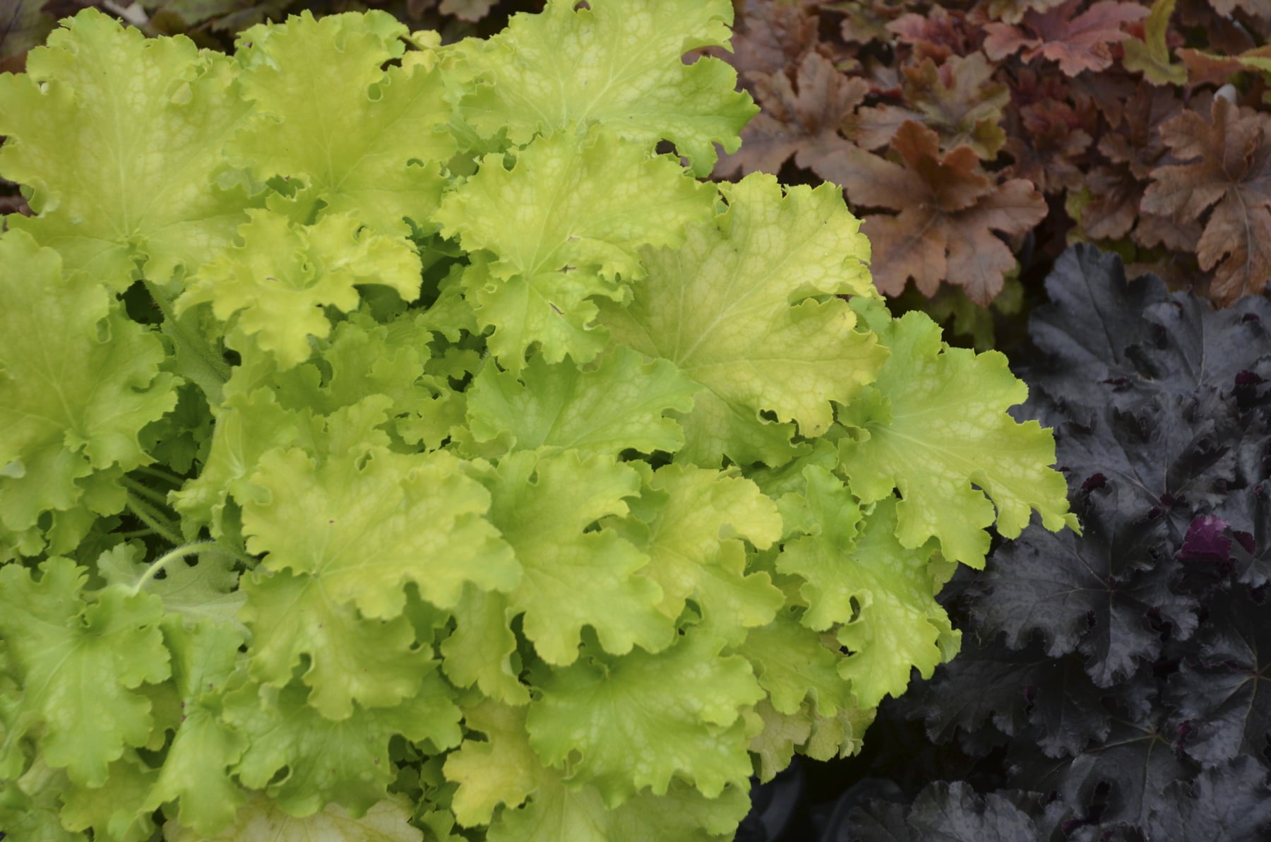 4.5 in. Qt. Dolce Apple Twist Coral Bells (Heuchera) Live Plant， White Flowers and Yellow to Green Foliage