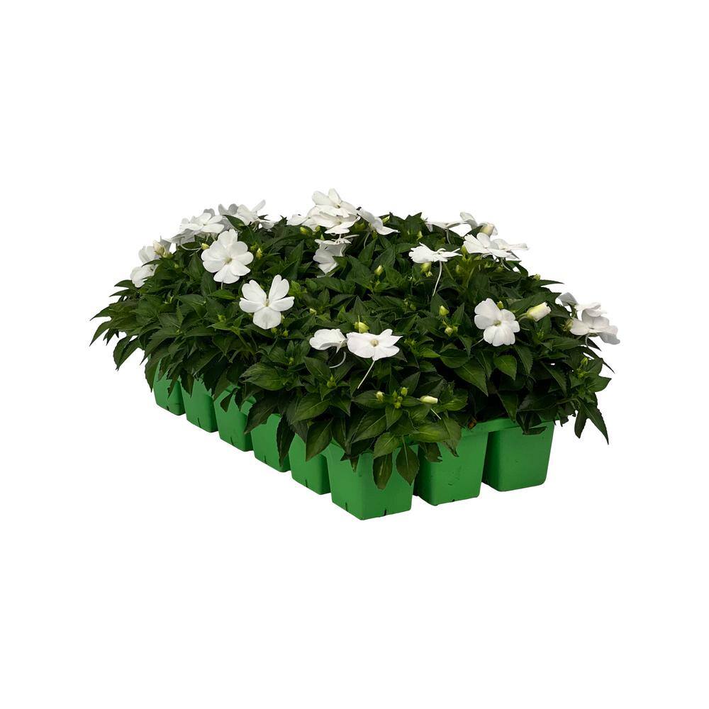 SunPatiens 18-Pack Compact White SunPatiens Impatiens Outdoor Annual Plant with White Flowers in 2.75 In. Cell Grower's Tray DC18PKSUNWHI