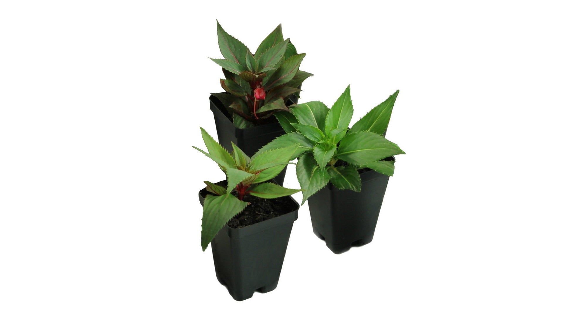 Impatiens， Next Generation SunPatiens® Vigorous Peach Candy - 3 piece