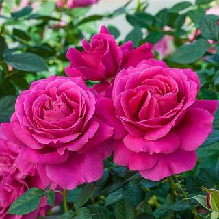 Spring Hill Nurseries Pretty Lady Downton Abbey Grandiflora Rose Dormant Bare Root Plant Pink Color Flowers (1-Pack) 86310