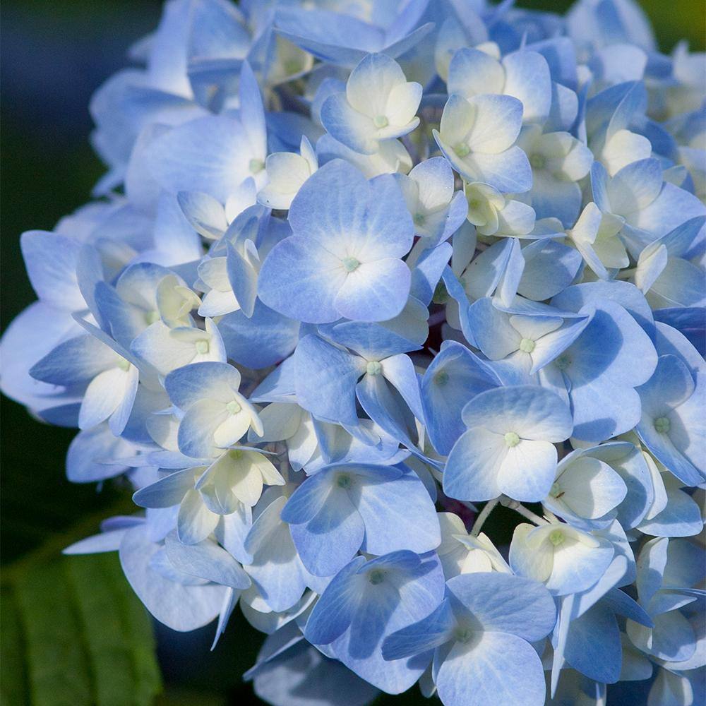 Endless Summer 1 Gal. The Original Reblooming Hydrangea Flowering Shrub with Pink or Blue Flowers 10530