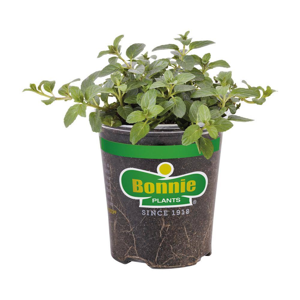 Bonnie Plants 19 oz. Peppermint Herb Plant 1003800774