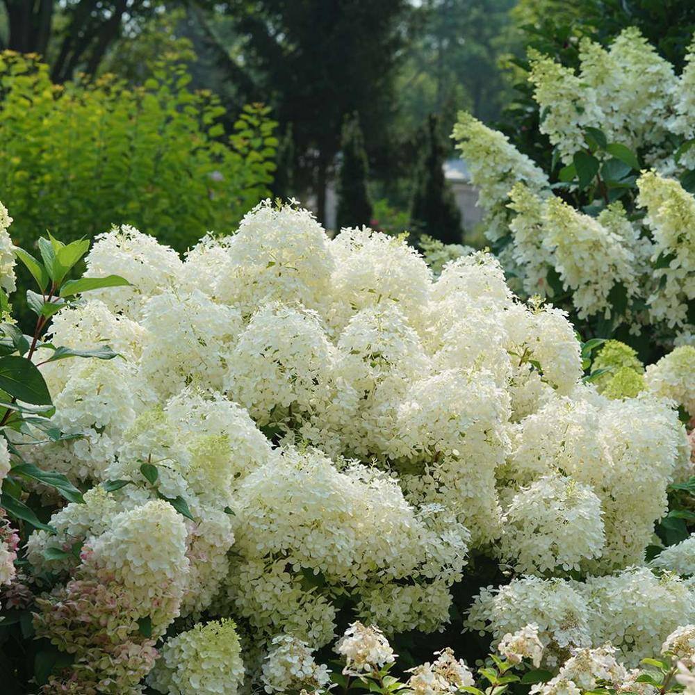 PROVEN WINNERS 1 Gal. Puffer Fish Panicle Hydrangea (Paniculata) Live Plant Shrub White to Pink Flowers HYDPRC1226101