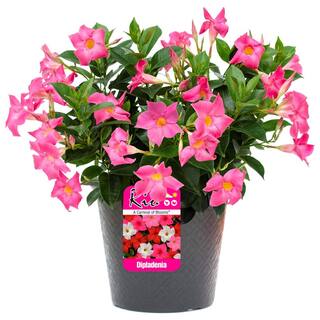 Rio 0.9 Gal. (#9) Patio Pot Dipladenia Flowering Annual Shrub with Pink Blooms 1004124235