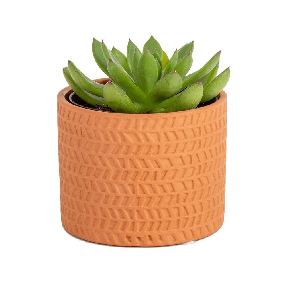 Costa Farms Echeveria Indoor Succulent in 4 in. Modern Ceramic Planter， Avg. Shipping Height 4 in. Tall 4SUCECHMASONMAH