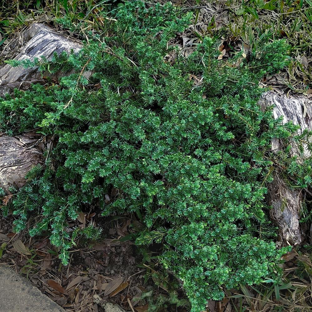 2.5 Qt. Blue Pacific Juniper - Evergreen Groundcover Plant