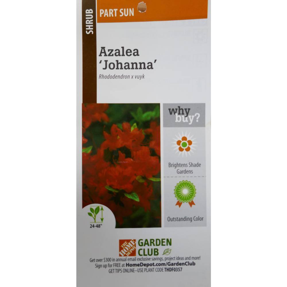 BELL NURSERY 1 Gal. Azalea Johanna Live Flowering Evergreen Shrub Red Flowers AZLEA1JOH1PK