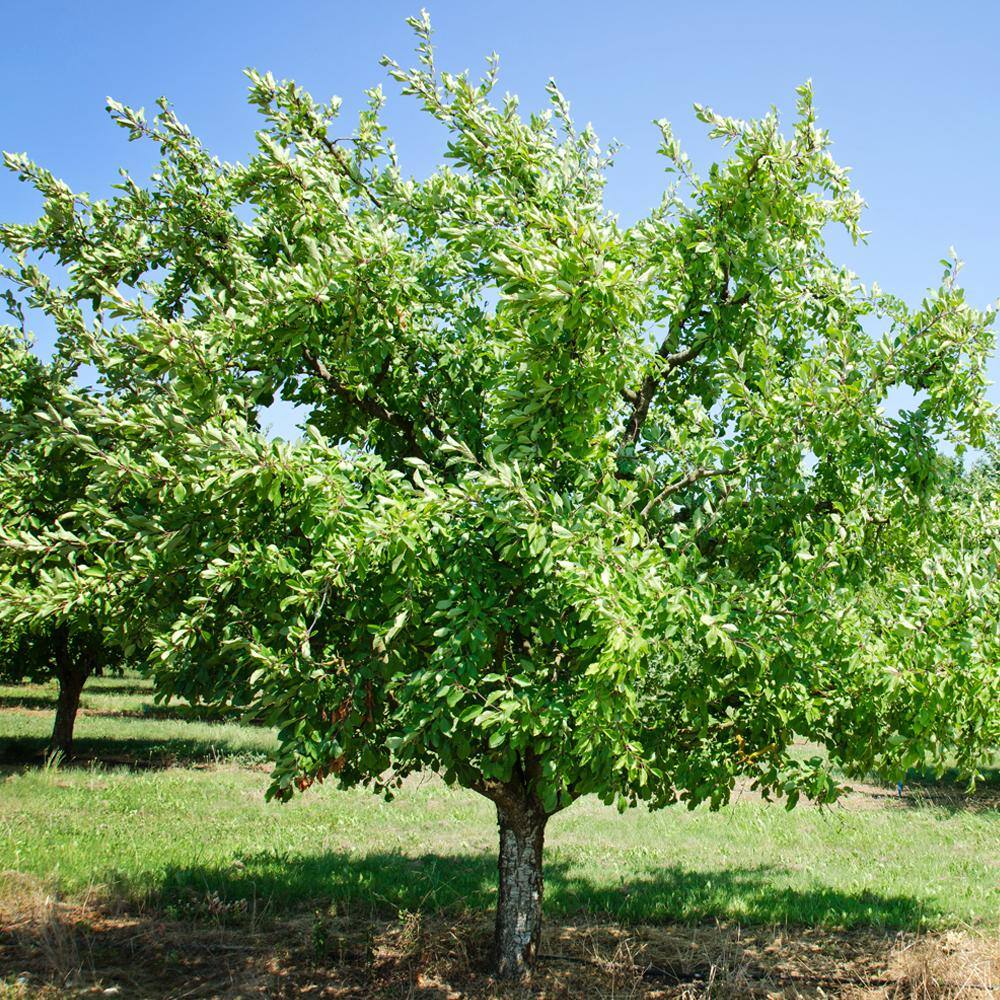 Methley Plum Fruit Tree PLUMET05G