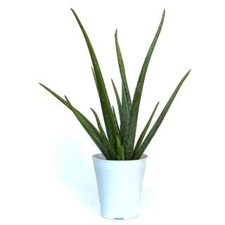 EVERBLOOM GROWERS INC. 6 in. Aloe Vera Plant in Deco Pot 6ALOEV