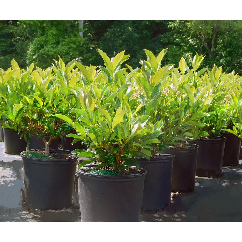 7 Gal. Chindo Viburnum Shrub with White Flowers 16000