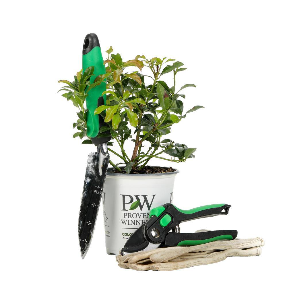 4.5 in. Quart Interstella Lily of the Valley Shrub (Pieris) Live Plant Ruby Red Flowers PIEPRC1007800