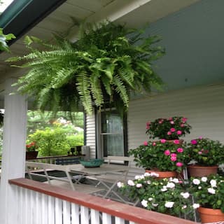 Costa Farms Boston Fern IndoorOutdoor Plant in 10 in. Hanging Basket Avg. Shipping Height 1-2 ft. Tall 10BOSTHB