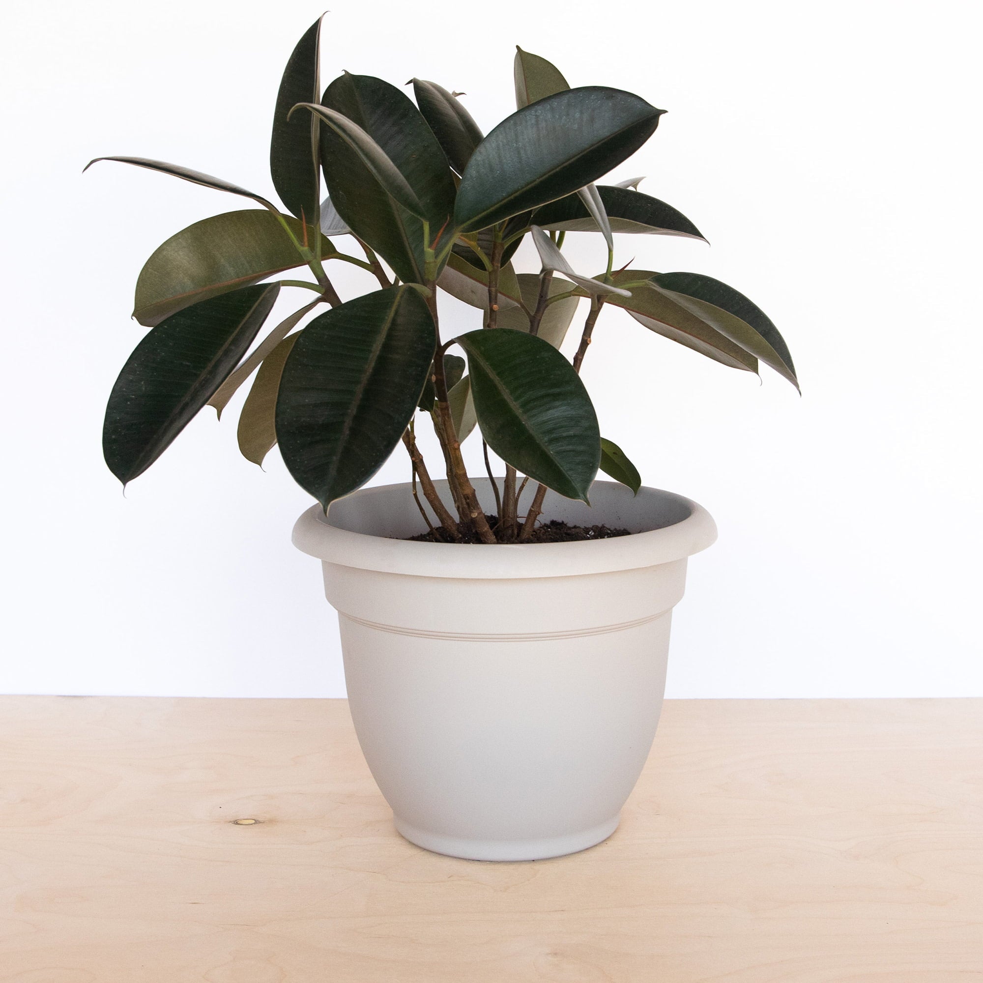 Bloem Ariana Self Watering Planter: 12