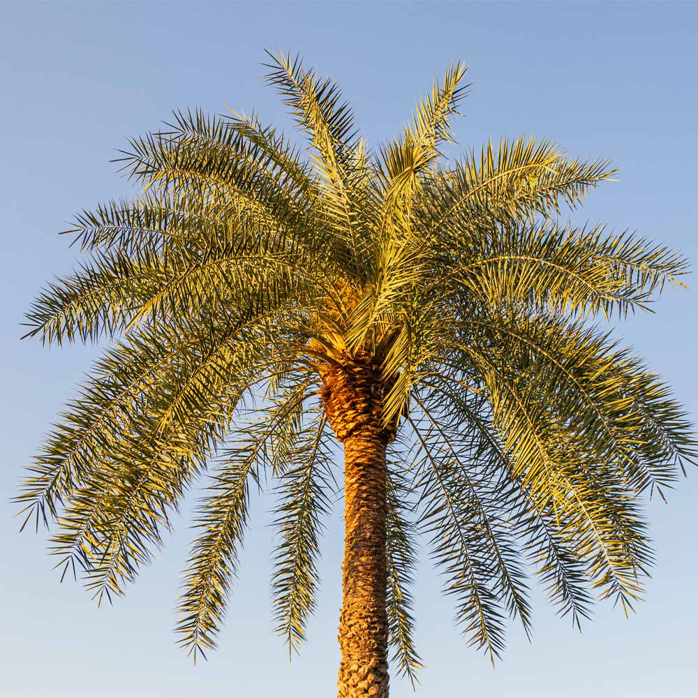 Sylvester Palm