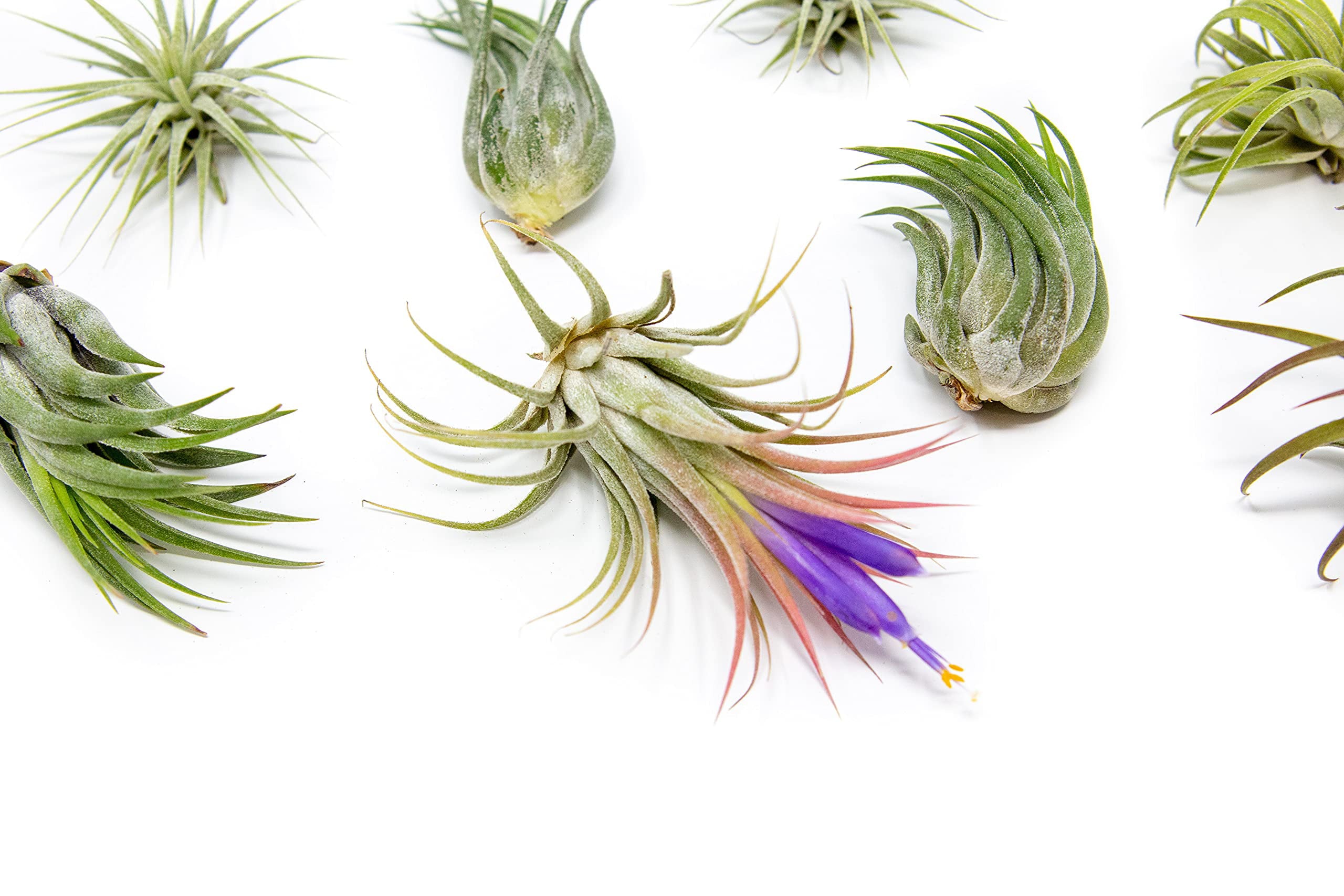 12 Pack Assorted Ionantha Air Plants - Wholesale - Bulk - Live Tillandsia - Easy Care House Plants - Succulents - 30 Day Guarantee