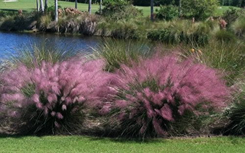 Pink Muhly Grass Plant in a 4 Inch Container