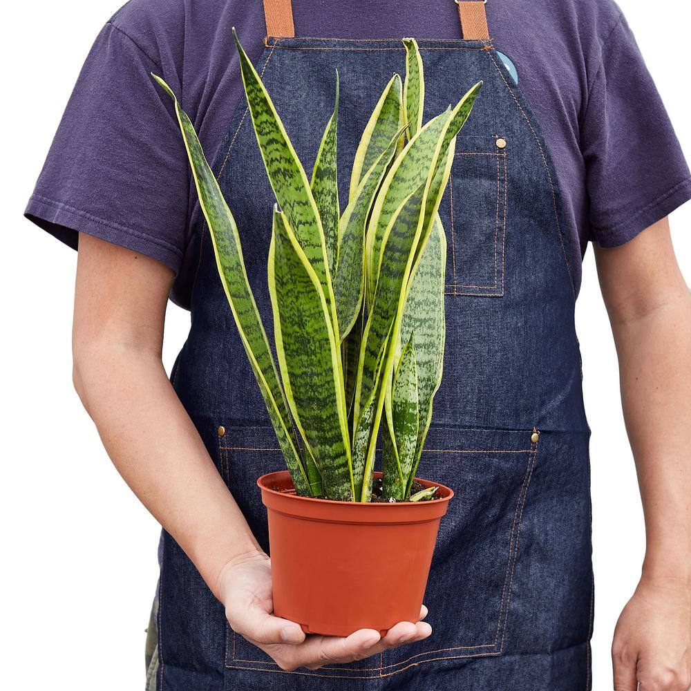 Snake Plant Laurentii Sansevieria Trifasciata Plant in 6 in. Grower Pot 6_SNAKE_LAURENTII