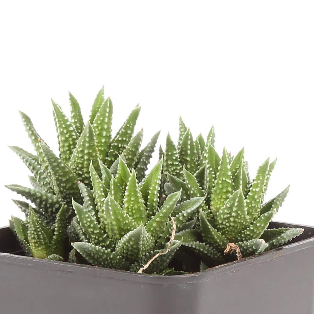 Costa Farms Small Assorted Haworthia Succulents in 2.5 in. Grower Pot， Avg. Shipping Height 3 in. Tall (4-Pack) 2SUCCHAWGROW4PK