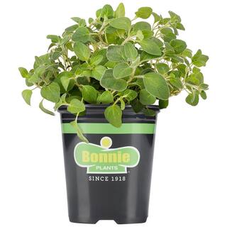 Bonnie Plants 2.32 qt. Italian Oregano Herb Plant 5081
