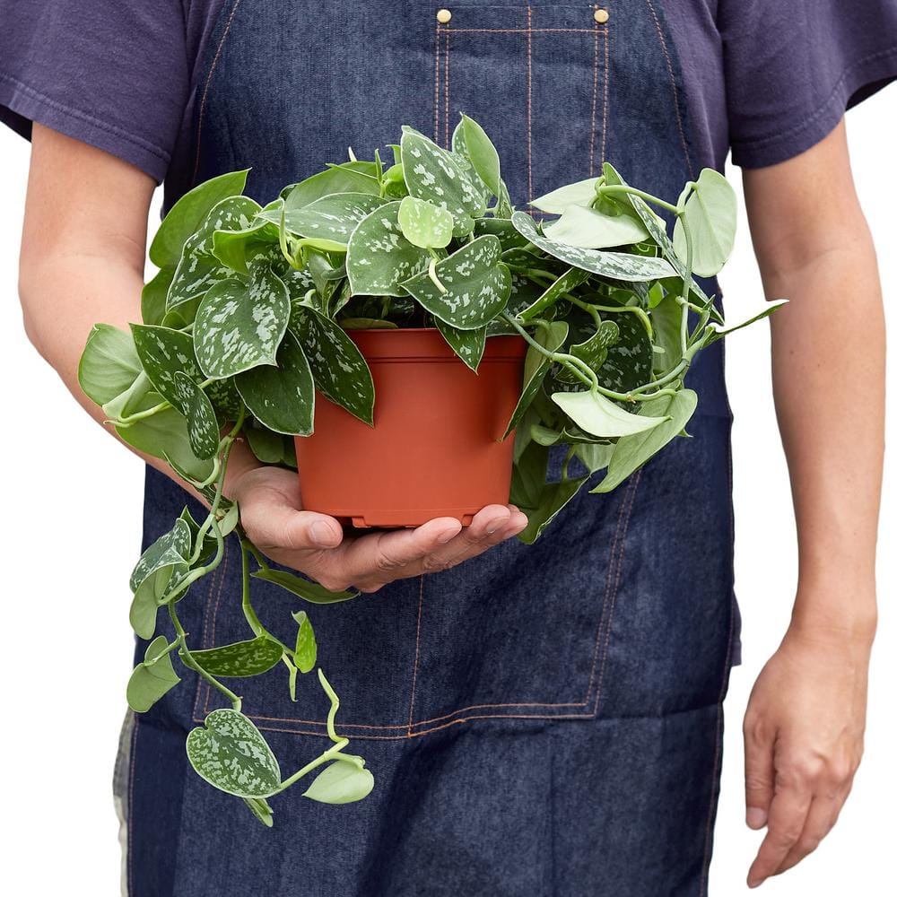 Pothos Satin Scindapsus Pictus Plant in 6 in. Grower Pot 6_POTHOS_SATIN