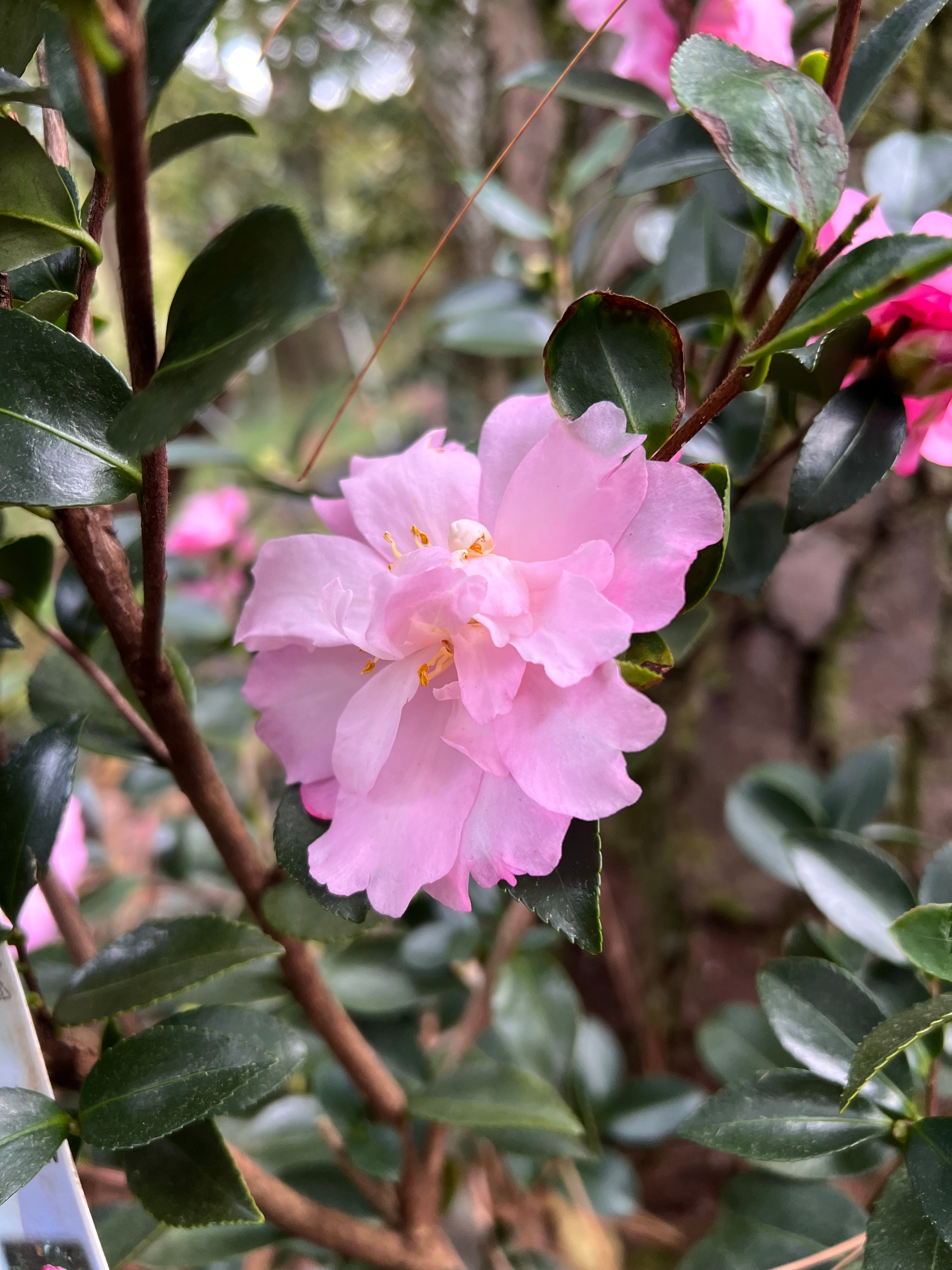 Camellia Pink Snow