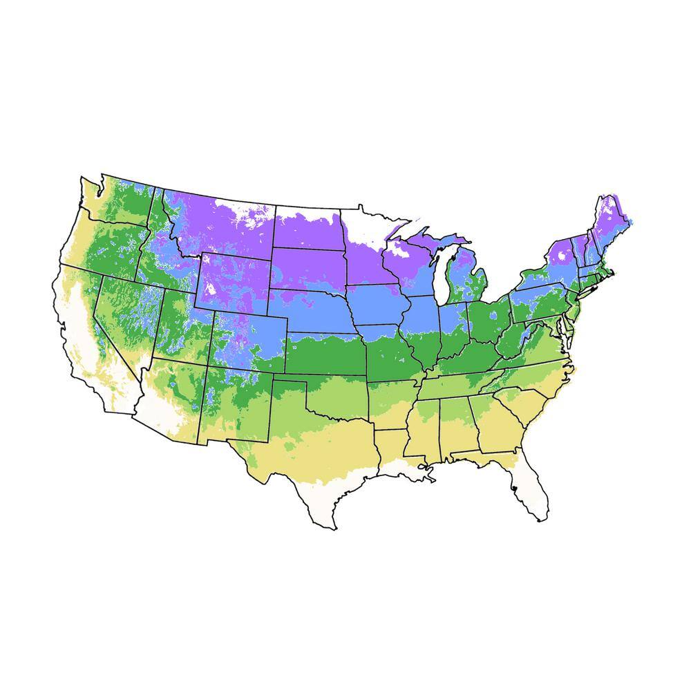 7 Gal. Brandywine Maple Shade Tree MAPBRA07G