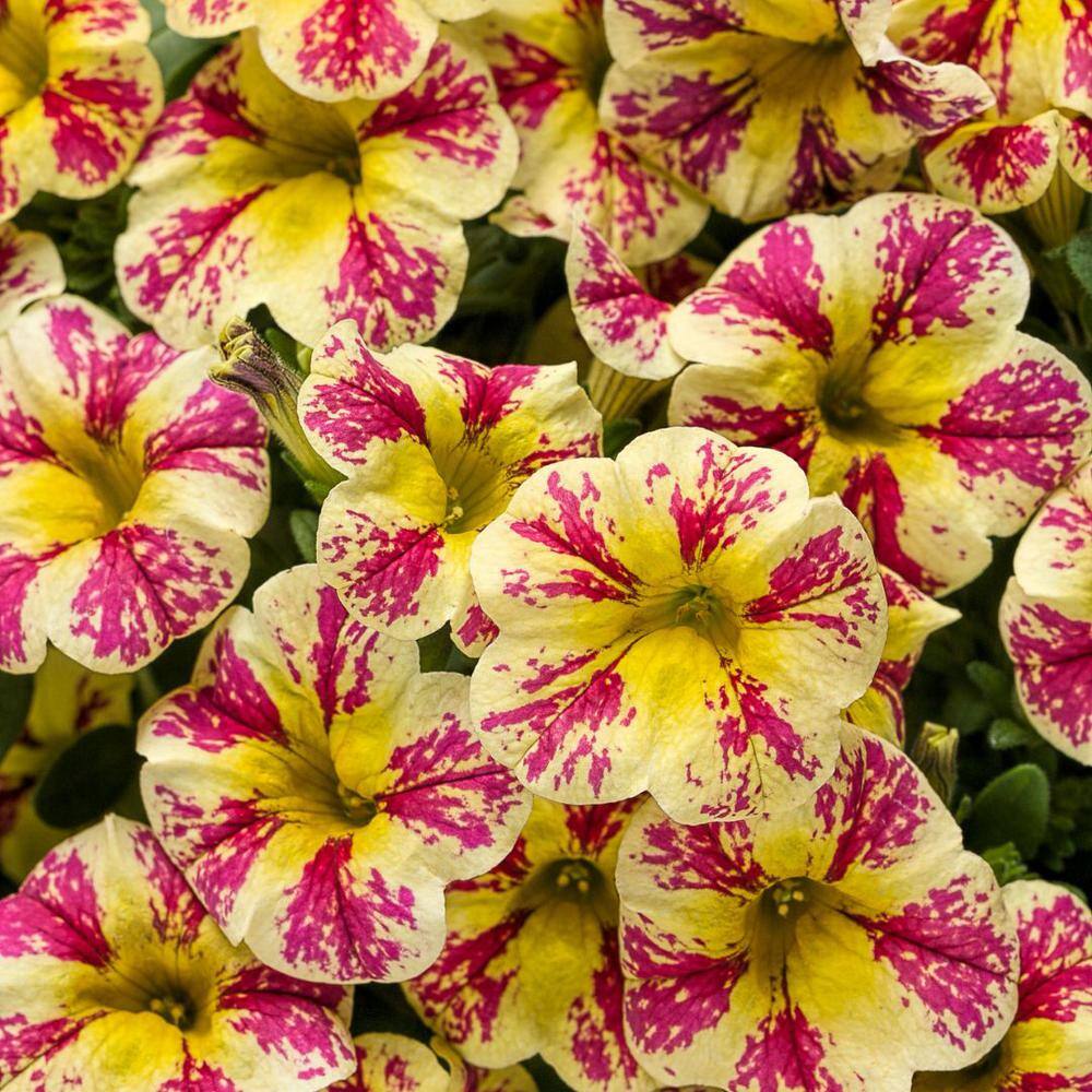 PROVEN WINNERS 4.25 in. Eco+Grande Superbells Holy Moly! (Calibrachoa) Live Plant Mottled Yellow and Pink Flowers 4-Pack BELPRW6017504