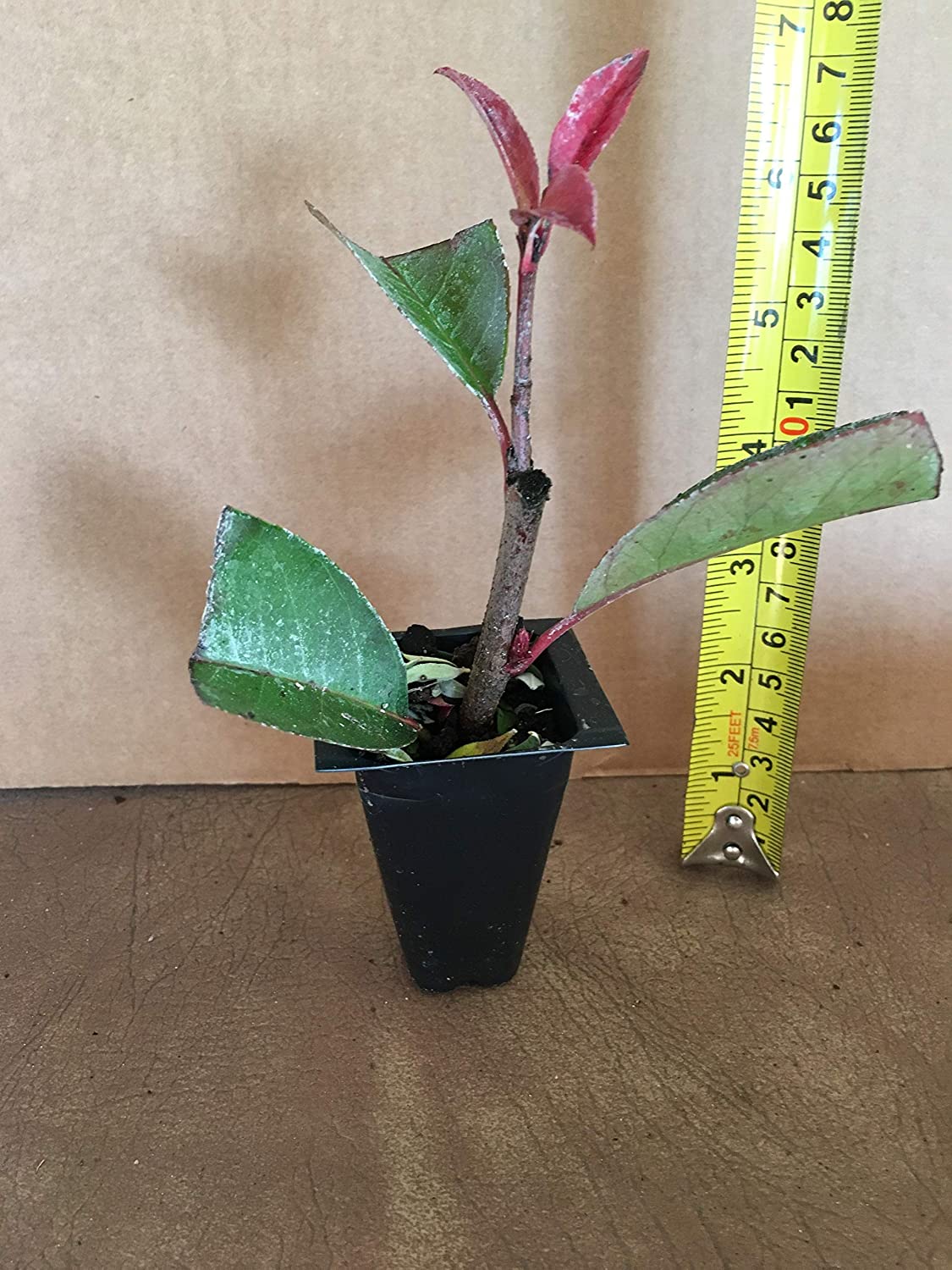 Photinia Red Tip - live starter plants less than 12 inches tall