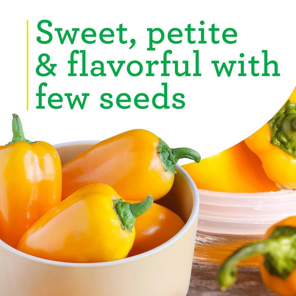 Bonnie Plants 19 oz. Orange Snack Size Pepper Plant 2112
