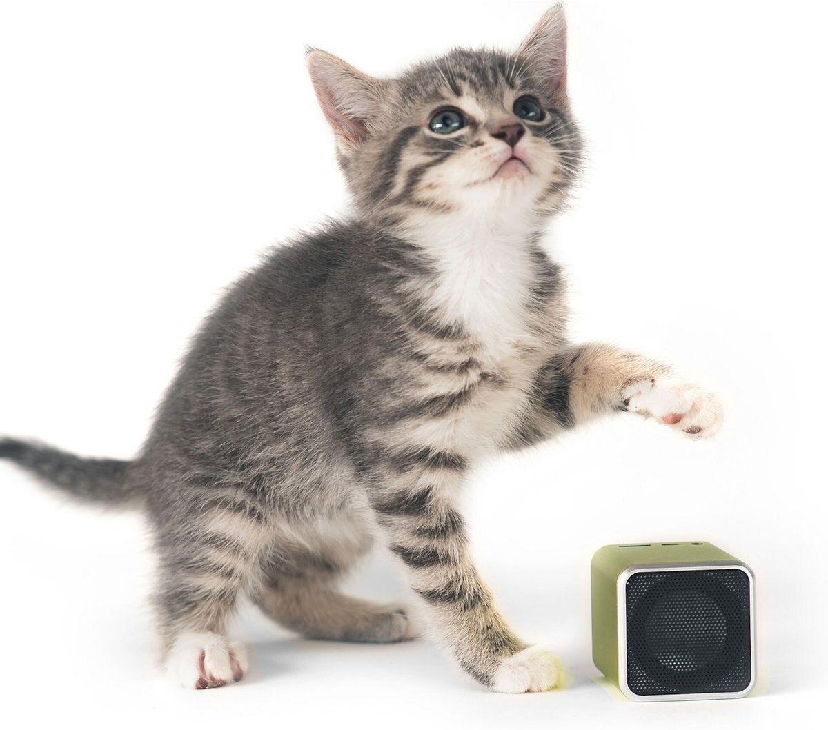 Pet Acoustics Pet Tunes Calming Music Cat Speaker