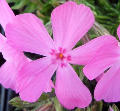 Classy Groundcovers - A Stunning Phlox Mix: 25 Phlox 'Drummond's Pink'， 25 Phlox 'Candy Stripe'， 25 Phlox 'Snowflake'