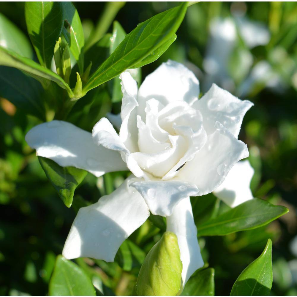 MCCORKLE 1 Gal. Radicans Gardenia Plant Low Growing Evergreeen with White Fragrant Blooms 11027
