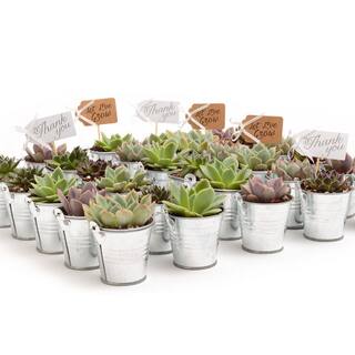 The Succulent Source 2 in. Wedding Event Rosette Succulents Plant with Tin Metal Pails and Let Love Grow Tags (140-Pack) 2-R-T-LLG-140